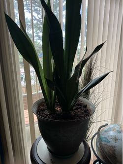 2 snake plants in one pot