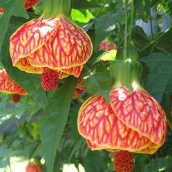 Chinese Lantern Plant