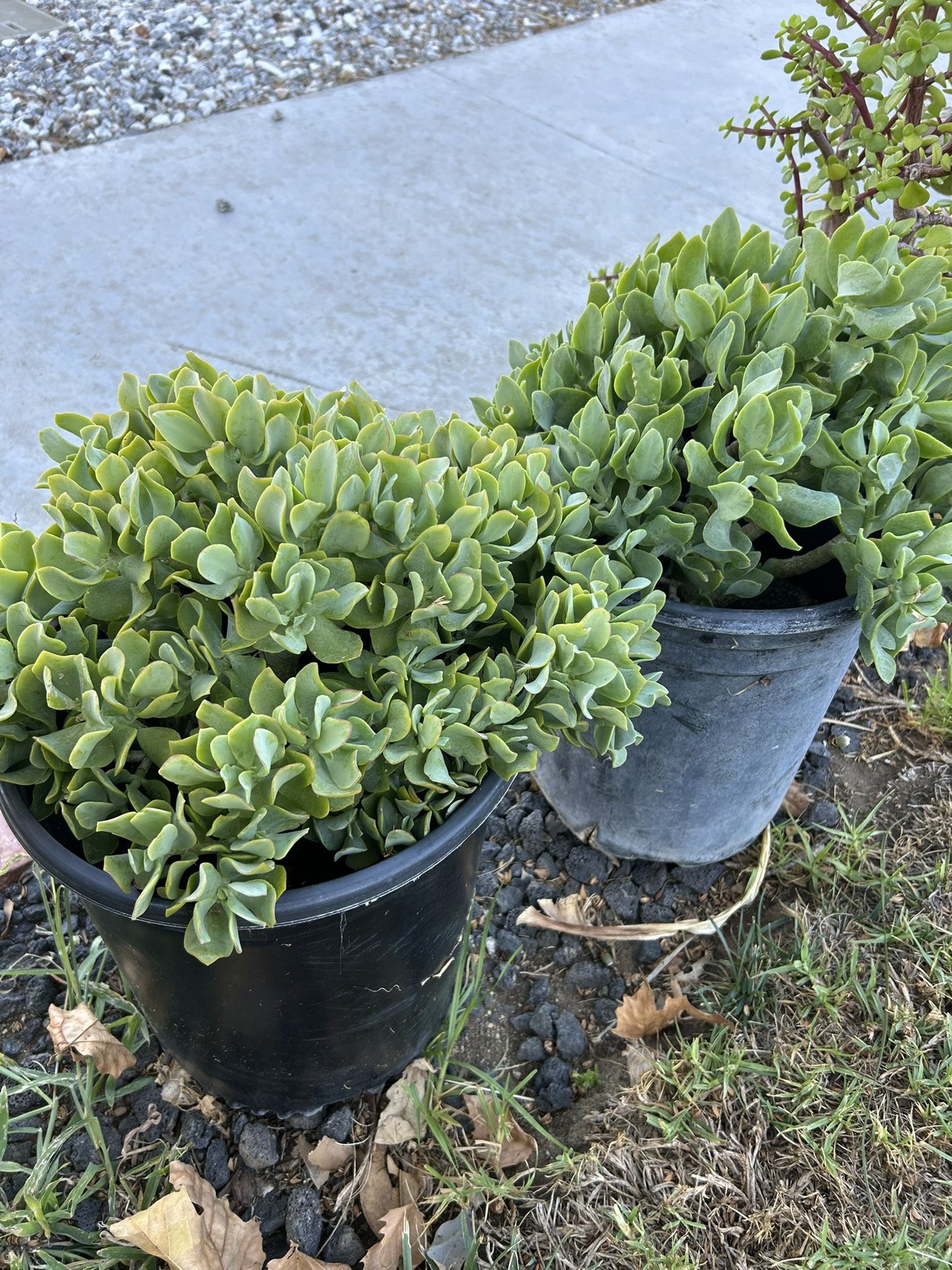 Succulent Plants
