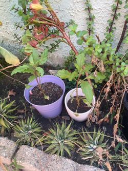Epazote morado plant