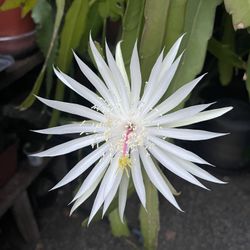 Cactus Orchid White , Purple Highlight , Yellow
