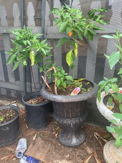 Hot pepper habanero orange plant