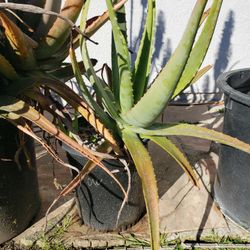 Yellow Aloe Succulent Plant 5 Gallon Pot