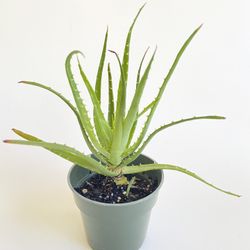 Hedgehog Aloe, 4” Container, Live Plant 