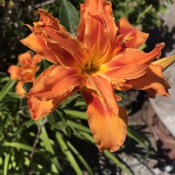 Double Orange Daylilly Bulb