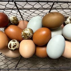 Rainbow 🌈 🥚 Fertile Chicken Eggs 