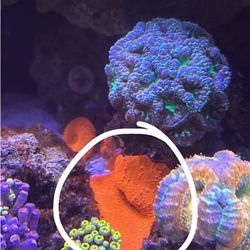 Selling Fake Corals 