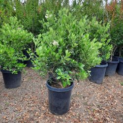Ligustrum Bush 15gal 