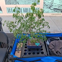 Brazilian Raintree Bonsai Pot
