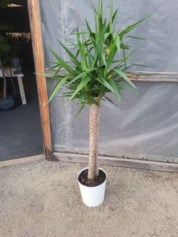 Spineless Yucca Plant 4.5' Tall 10" Nursery Pot