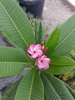 Plumeria Tree $65