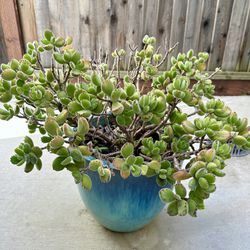 Succulent “bear paw” in 12” ceramic planter 