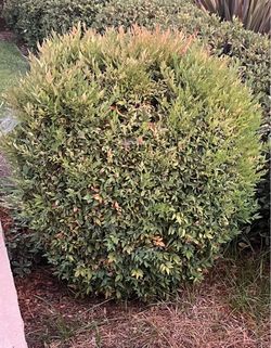 Nandina shrub