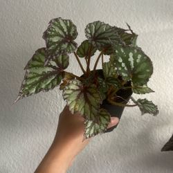 Begonia 