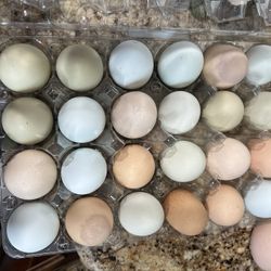 Farm Fresh Eggs