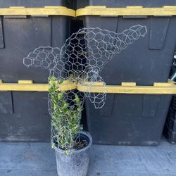 Dolphin Topiaries With Plant 