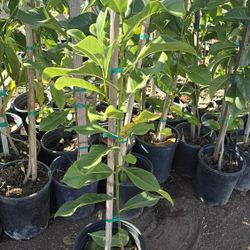 Arbol De Magnolia