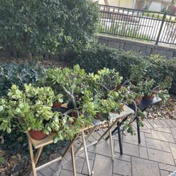 ‼️🪴🌱 MOVING OUT PLANTS SALE! 🌱🪴‼️