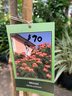 Mimosa Tree