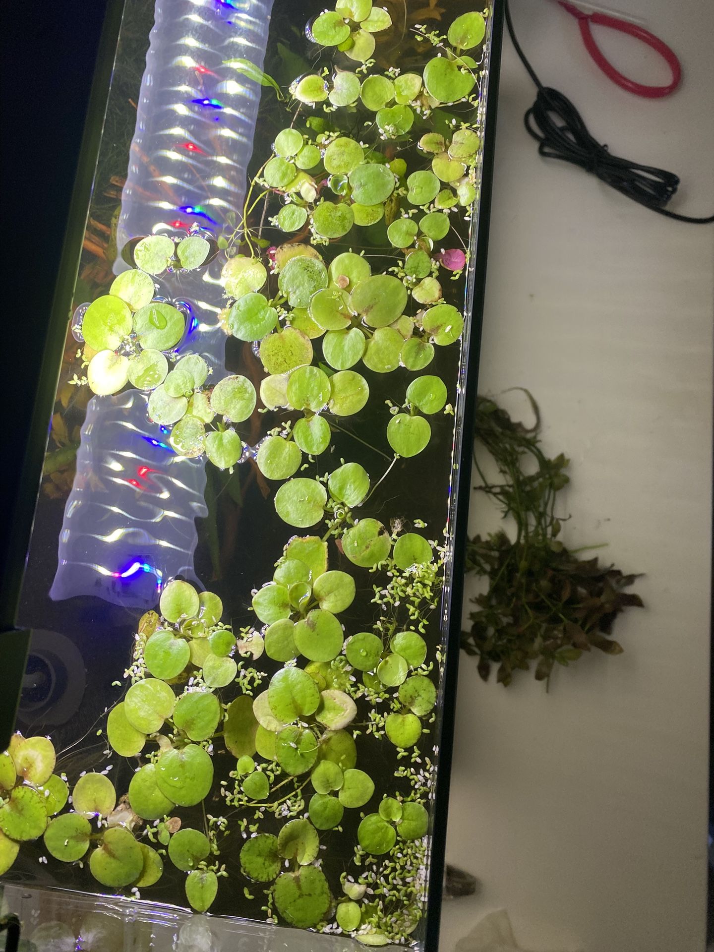Frogbit $5 a handful