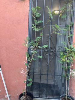 Arbol de huajes