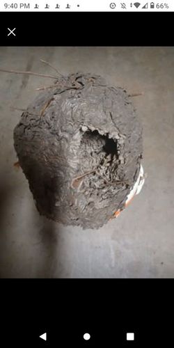 Natural hornets nest