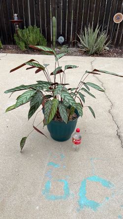 Bonita planta de sombra