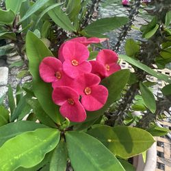 coronas de cristo rosa mexicano 