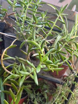 Suculenta