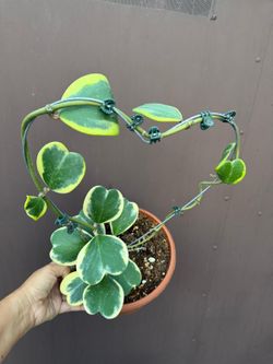 8” hoya kerrii variegated