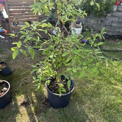 2x Large Honeyberry Bushes