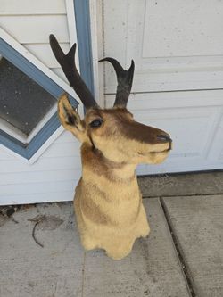 Antelope Head - Mounted