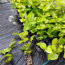 Sanbac Jasmine Pride Of Orleans Fragrent