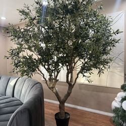 huge olive tree