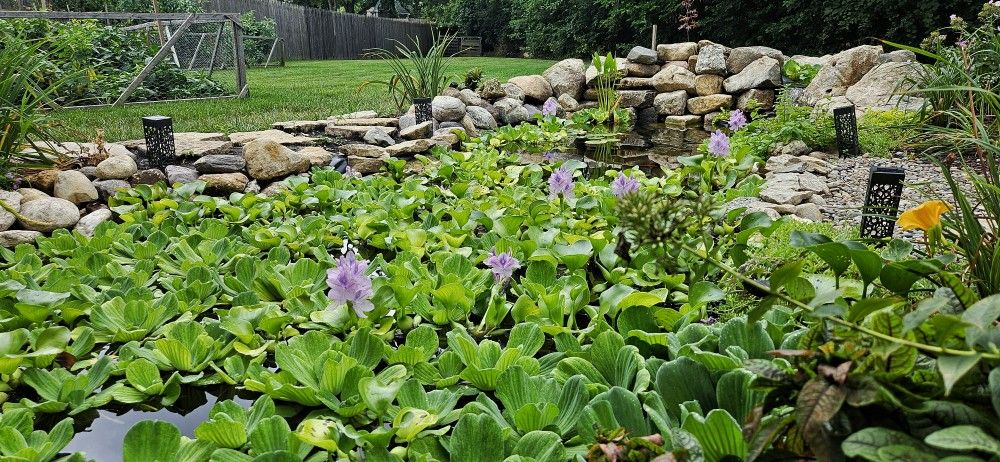 Pond Plants, Water Hyacinth & Water Lettuce