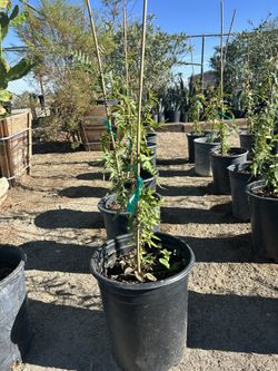 California Pepper Trees