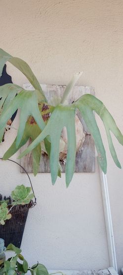 Plants for sale $1 to $20