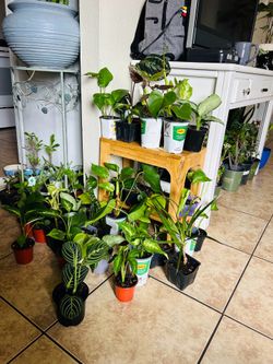 Plants for sale small plants  5 each