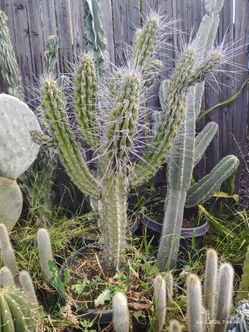 Cactus plant