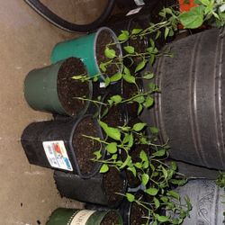 Jalapeño& Tomato Plants