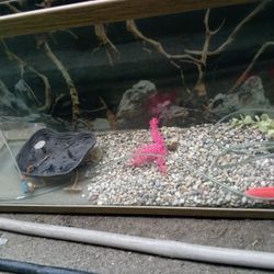 Fish Tank 