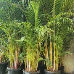 Gorgeous Arecas Palms For Inmediate Privacy!!! About 9 Feet Tall Measurements Over The Pot!!! Fertilized 