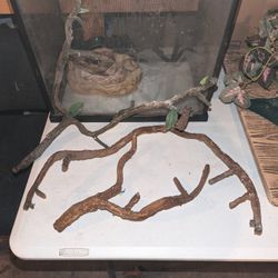 Spider Wood 