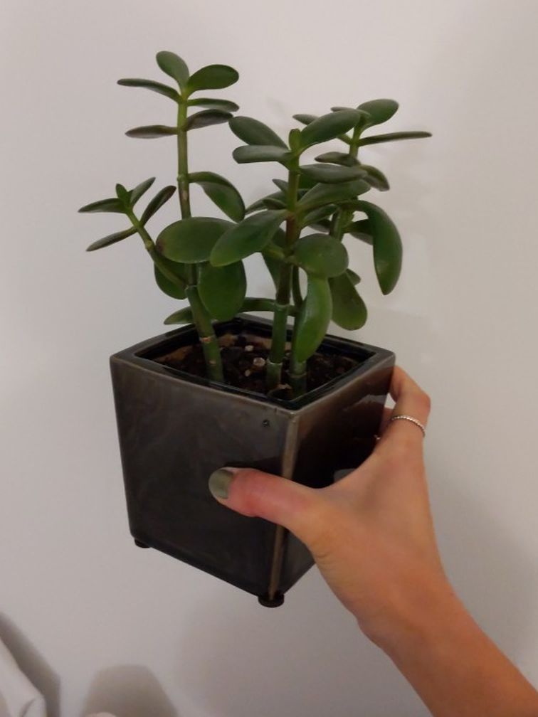 Healthy Jade Plant + 4" Ceramic Pot
