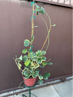 10” huge Hoya variegated Kerri