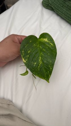 Pothos cuttings in water