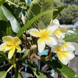 Plumeria Flower Plant