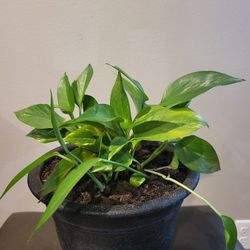 Pothos Plant