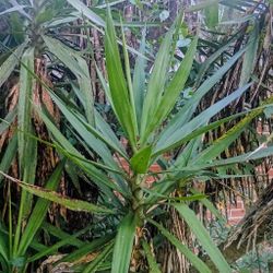 Yucca Plant