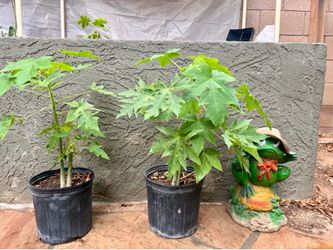 Papaya plants